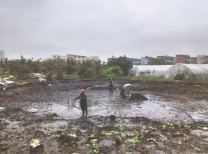 西湖河道鱼塘清淤
